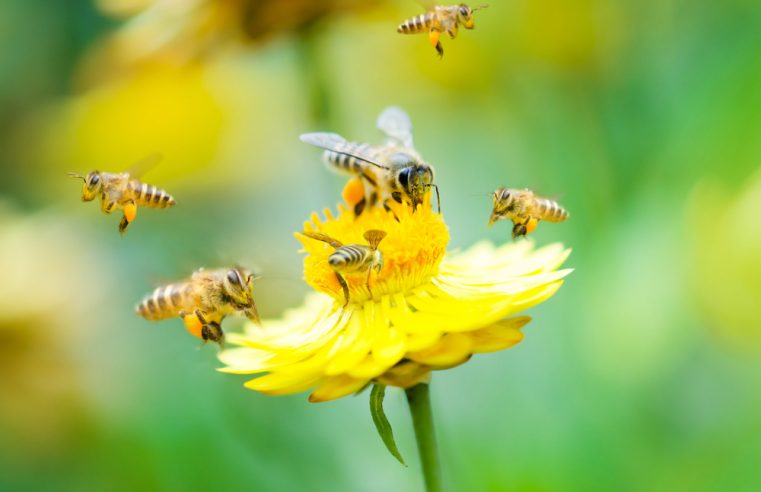 How Can We Save the Honeybee?