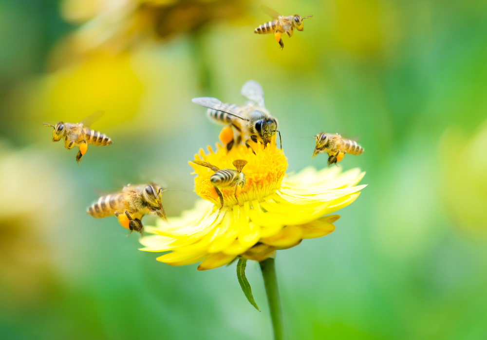 How Can We Save the Honeybee?